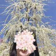 ひめゆり 梅 まごころ