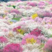 ヒメ日記 2025/02/17 15:33 投稿 こすもす まごころ