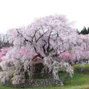 ヒメ日記 2025/04/02 14:38 投稿 こすもす まごころ