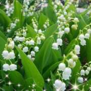 ヒメ日記 2025/05/07 14:08 投稿 こすもす まごころ