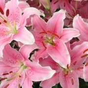 ヒメ日記 2025/06/03 11:35 投稿 こすもす まごころ