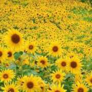 こすもす 🌻7月🌻 まごころ