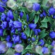 ヒメ日記 2025/09/03 13:04 投稿 こすもす まごころ