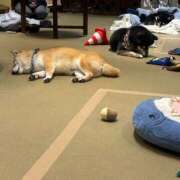 ヒメ日記 2026/03/09 08:42 投稿 ちあき 横浜パフパフチェリーパイ