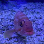 ヒメ日記 2025/08/03 17:26 投稿 あやね とある風俗店♡やりすぎさーくる新宿大久保店♡で色んな無料オプションしてみました