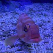 ヒメ日記 2025/08/03 17:38 投稿 あやね とある風俗店♡やりすぎさーくる新宿大久保店♡で色んな無料オプションしてみました