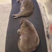 ヒメ日記 2025/02/25 23:58 投稿 珠緒さくら プレジデントクラブ