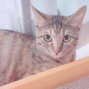 ヒメ日記 2025/07/02 05:34 投稿 石川 まゆり クラブダンディー