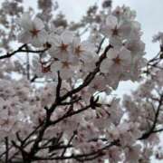 ヒメ日記 2026/04/08 17:23 投稿 あさか 熟女の風俗最終章 新潟店