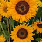 ヒメ日記 2025/08/06 10:18 投稿 りり 熟女家 ミナミエリア店