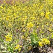 ヒメ日記 2025/03/25 13:56 投稿 りん 東京妻next (京都グループ)