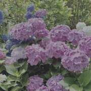 ヒメ日記 2025/06/10 22:19 投稿 りん 東京妻next (京都グループ)