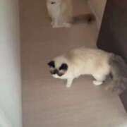 ヒメ日記 2025/03/26 20:39 投稿 PAN『パン』 GG