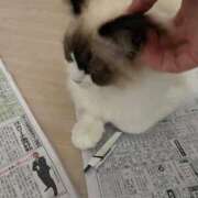 ヒメ日記 2025/03/29 11:01 投稿 PAN『パン』 GG