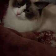 ヒメ日記 2025/06/13 06:09 投稿 PAN『パン』 GG