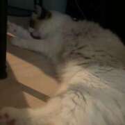 ヒメ日記 2025/07/06 22:29 投稿 PAN『パン』 GG