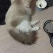 ヒメ日記 2025/07/22 23:29 投稿 PAN『パン』 GG