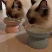 ヒメ日記 2025/09/25 19:39 投稿 PAN『パン』 GG