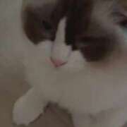 ヒメ日記 2025/10/23 09:09 投稿 PAN『パン』 GG