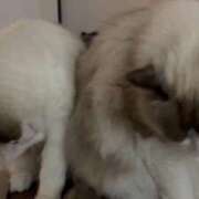 ヒメ日記 2025/11/29 11:59 投稿 PAN『パン』 GG