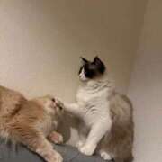 PAN『パン』 桜花賞だよ♡ GG