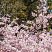 ヒメ日記 2026/03/16 16:54 投稿 鈴木綾香 五十路マダム　広島店