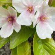 ヒメ日記 2026/03/25 17:56 投稿 鈴木綾香 五十路マダム　広島店