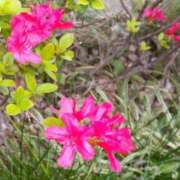 ヒメ日記 2025/04/12 07:01 投稿 ふみか チェックイン横浜女学園