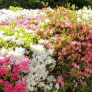 ヒメ日記 2025/04/27 12:41 投稿 ふみか チェックイン横浜女学園