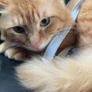 ヒメ日記 2025/07/06 15:42 投稿 れんな 30分3900円！サンキュー静岡店（サンキューグループ）