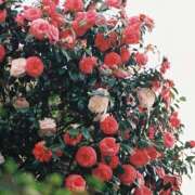 ヒメ日記 2025/04/25 08:13 投稿 ちえみ えちちSPA-えっちな回春性感マッサージ-五反田店