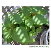 ヒメ日記 2025/05/14 07:00 投稿 ちえみ えちちSPA-えっちな回春性感マッサージ-五反田店