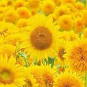 ヒメ日記 2025/08/02 22:35 投稿 さくら アイスキャンディーラブ