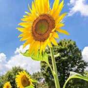 ヒメ日記 2025/08/21 10:10 投稿 さくら アイスキャンディーラブ