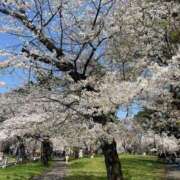 ヒメ日記 2025/04/06 16:17 投稿 さゆり 熟女の風俗最終章 西川口店