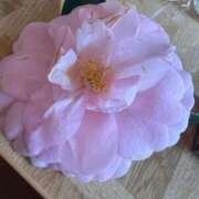 ヒメ日記 2025/04/09 09:56 投稿 鈴蘭(すずらん) Diamond Hearts