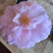 ヒメ日記 2025/04/12 11:56 投稿 鈴蘭(すずらん) Diamond Hearts