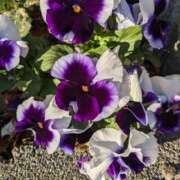 ヒメ日記 2024/12/17 09:58 投稿 りょう 豊満熟女