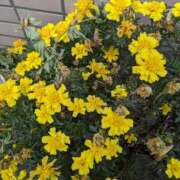 ヒメ日記 2024/12/27 10:18 投稿 りょう 豊満熟女