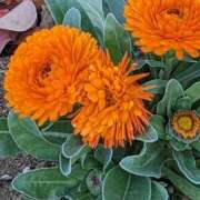 ヒメ日記 2024/12/28 13:00 投稿 りょう 豊満熟女