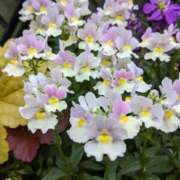 ヒメ日記 2024/12/29 10:00 投稿 りょう 豊満熟女