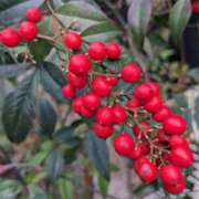 ヒメ日記 2025/01/04 09:36 投稿 りょう 豊満熟女