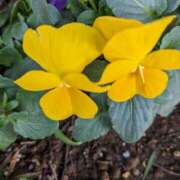 ヒメ日記 2025/01/06 08:50 投稿 りょう 豊満熟女