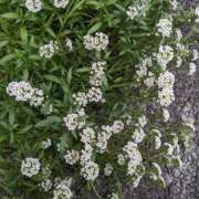 ヒメ日記 2025/01/09 09:46 投稿 りょう 豊満熟女