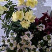 ヒメ日記 2025/01/20 09:56 投稿 りょう 豊満熟女