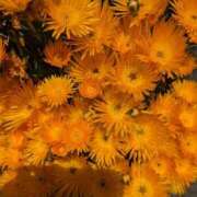 ヒメ日記 2025/02/13 10:16 投稿 りょう 豊満熟女