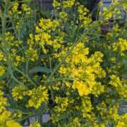 ヒメ日記 2025/02/15 13:08 投稿 りょう 豊満熟女