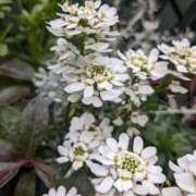 ヒメ日記 2025/02/17 09:46 投稿 りょう 豊満熟女