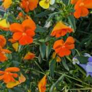 ヒメ日記 2025/03/04 10:22 投稿 りょう 豊満熟女