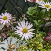 ヒメ日記 2025/03/06 10:16 投稿 りょう 豊満熟女